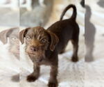 Small #1 Dachshund