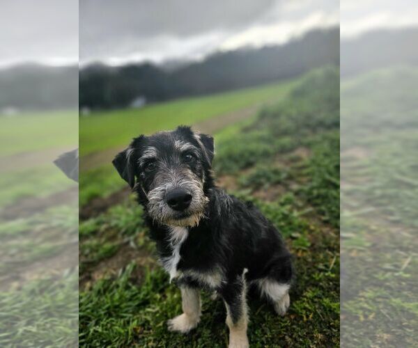 Medium Photo #1 Tibetan Terrier-Unknown Mix Puppy For Sale in Escondido, CA, USA