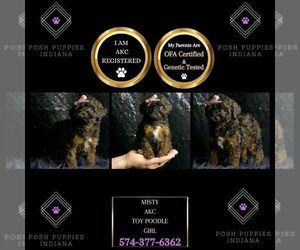 Poodle (Toy) Puppy for sale in WARSAW, IN, USA