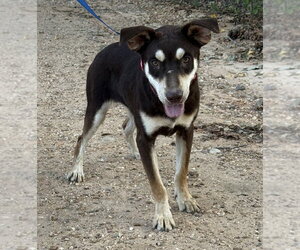Cash Outlaw - Male Mutt Dog for Adoption - Photo #3