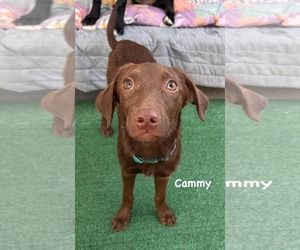 Chocolate Labrador retriever-Unknown Mix Dogs for adoption in Cave Creek, AZ, USA