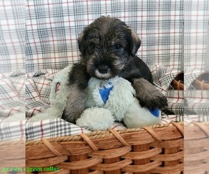 Medium Schnauzer (Standard)