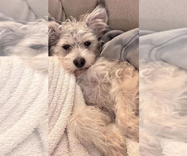 Medium Photo #1 Poodle (Miniature)-Unknown Mix Puppy For Sale in Dana Point, CA, USA