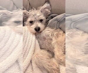 Poodle (Miniature)-Unknown Mix Dogs for adoption in Dana Point, CA, USA