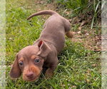Small #2 Dachshund