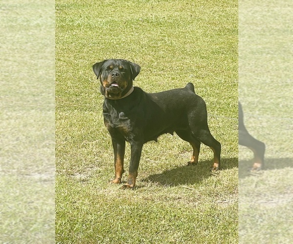 Medium Photo #1 Rottweiler Puppy For Sale in KENANSVILLE, NC, USA