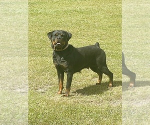 Mother of the Rottweiler puppies born on 05/28/2026