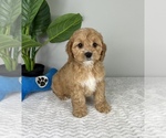 Small Photo #1 Cockapoo Puppy For Sale in FRANKLIN, IN, USA