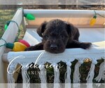 Small Photo #9 Schnauzer (Miniature) Puppy For Sale in NIANGUA, MO, USA