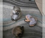 Small Photo #4 Pomeranian Puppy For Sale in MENIFEE, CA, USA