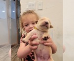 Small Photo #10 Golden Retriever Puppy For Sale in CHINO HILLS, CA, USA