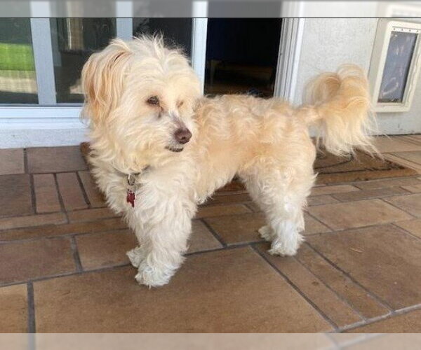 Medium Photo #4 Maltipoo (Miniature) Puppy For Sale in San Diego, CA, USA