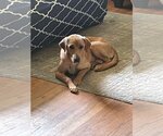 Small Labrador Retriever Mix