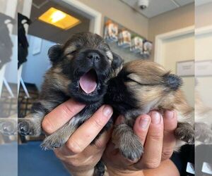 German Shepherd Dog Puppy for sale in FIRESTONE PARK, CA, USA