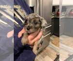 Small Photo #7 Shih-Poo Puppy For Sale in ATLANTA, IN, USA