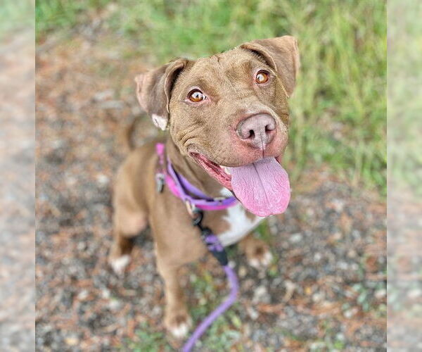 Medium Photo #3 American Pit Bull Terrier Puppy For Sale in Aurora, CO, USA