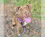 Small #2 American Pit Bull Terrier
