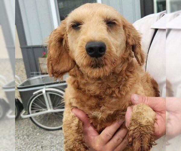 Medium Photo #1 Poodle (Miniature) Puppy For Sale in Pendleton, NY, USA