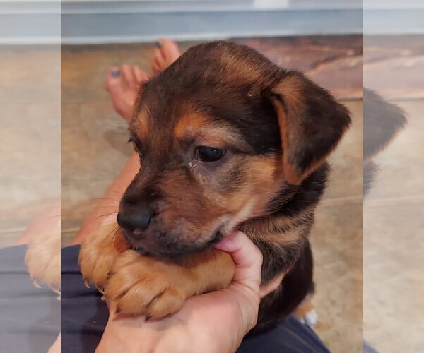 Medium Photo #2 Mutt Puppy For Sale in The Woodlands, TX, USA