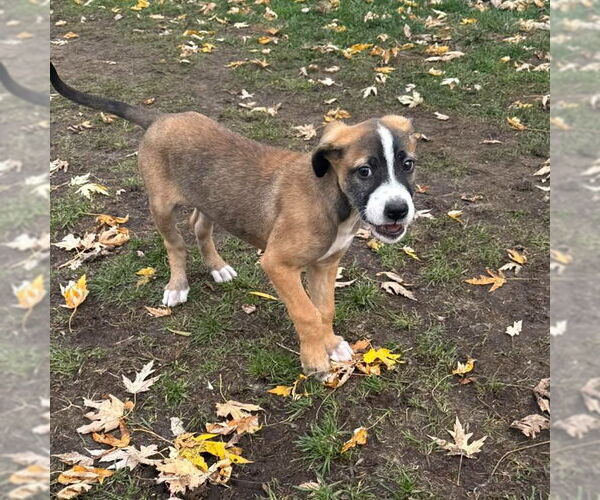 Medium Photo #6 Mutt Puppy For Sale in Muskegon, MI, USA