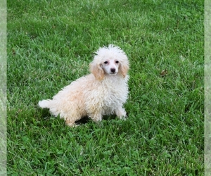 Poodle (Toy) Puppy for sale in BARNESVILLE, KS, USA