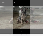 Small French Bulldog