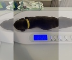 Small Photo #6 Doberman Pinscher Puppy For Sale in MACOMB TOWNSHIP, MI, USA