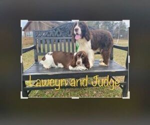 Father of the English Springer Spaniel puppies born on 12/28/2021