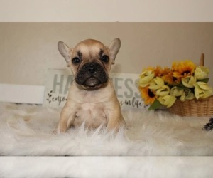 French Bulldog Puppy for sale in LOS ANGELES, CA, USA