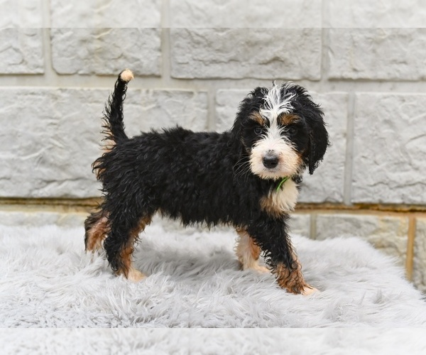 Medium Photo #4 Bernedoodle Puppy For Sale in MILLERSBURG, OH, USA