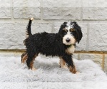 Small #3 Bernedoodle