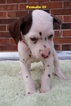 Small Photo #23 Dalmatian Puppy For Sale in ELKMONT, AL, USA