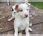 Small Photo #5 Border Collie Puppy For Sale in CHULA VISTA, CA, USA