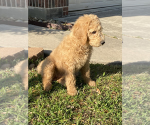 Labradoodle Puppy for Sale in TOMBALL, Texas USA