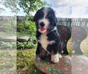 Bernedoodle Litter for sale in NASHVILLE, TN, USA