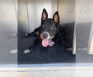 American Staffordshire Terrier-Labrador Retriever Mix Dogs for adoption in Corpus Christi, TX, USA