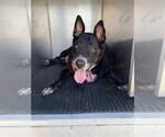 Small American Staffordshire Terrier-Labrador Retriever Mix
