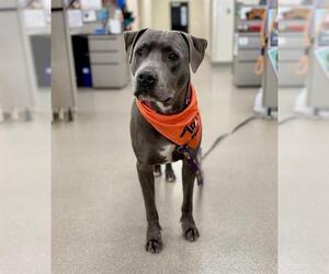 Mutt Dogs for adoption in Las Vegas, NV, USA