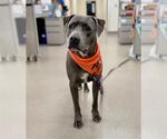 PRINCE - Male Mutt Dog for Adoption - Small photo