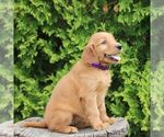 Small #3 Golden Irish