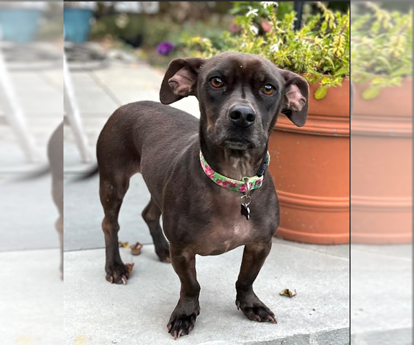 Medium Photo #1 Dachshund-Unknown Mix Puppy For Sale in Cranston, RI, USA