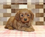 Small #1 Cavapoo (Miniature)