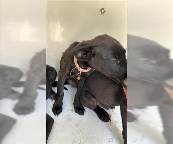 Medium Photo #1 Labrador Retriever Puppy For Sale in Houston, TX, USA