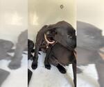 Small Labrador Retriever