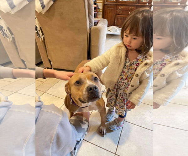 Medium Photo #3 American Pit Bull Terrier-Unknown Mix Puppy For Sale in Germantown, OH, USA