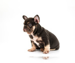 Small Photo #3 French Bulldog Puppy For Sale in OVIEDO, FL, USA