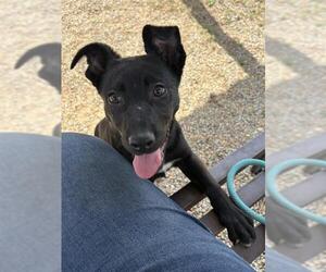 German Shepherd Dog-Unknown Mix Dogs for adoption in Augusta, GA, USA