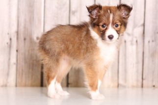 Shetland Sheepdog Puppy for sale in MOUNT VERNON, OH, USA