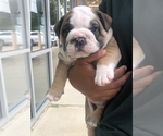 Small Photo #3 English Bulldog Puppy For Sale in FORT WORTH, TX, USA