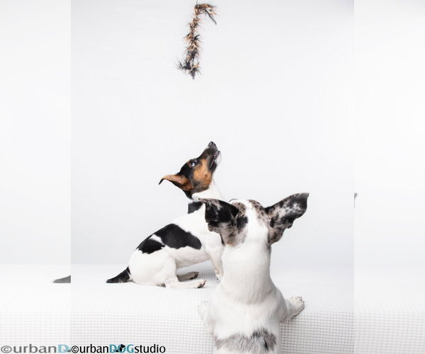 Medium Photo #5 Jack Russell Terrier-Unknown Mix Puppy For Sale in Tampa, FL, USA
